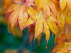 Maple leaves Art Print